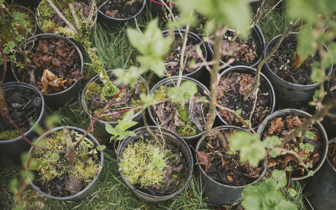 Tree Planting Projects Kick Off Around Puget Sound