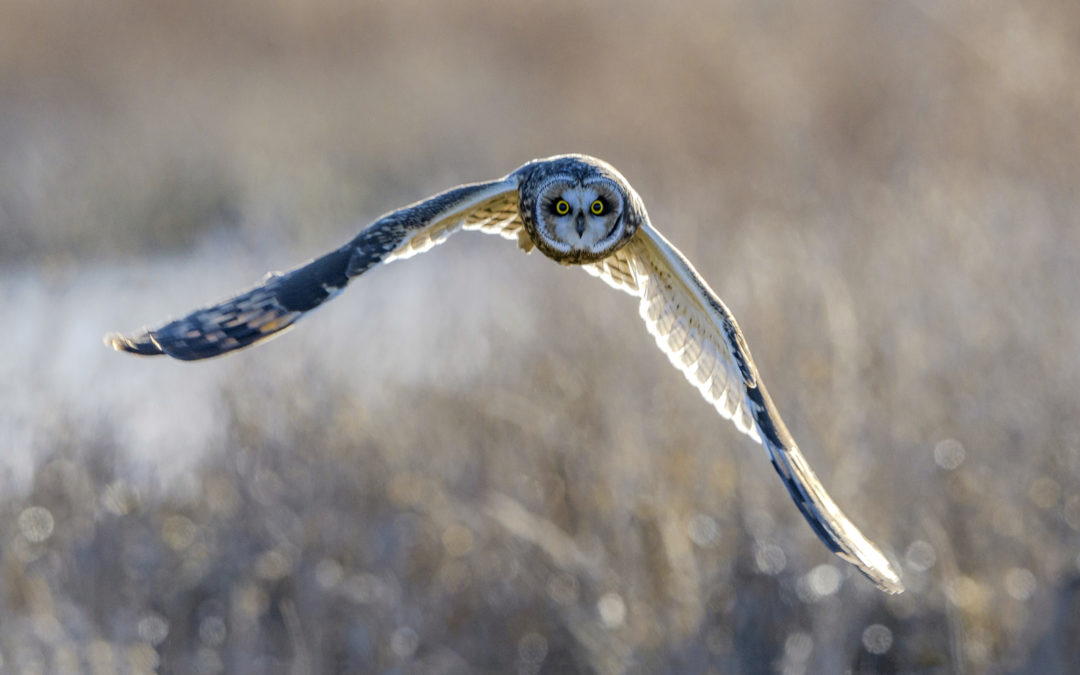 City Nature Challenge 2019